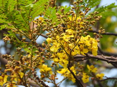 Senna surattensis