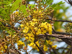 Senna surattensis