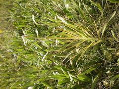 Pseudopodospermum strictum