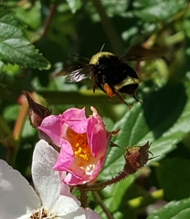 Bombus