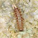 Bristle Millipedes - Photo (c) Jason M Crockwell, some rights reserved (CC BY-NC-ND), uploaded by Jason M Crockwell