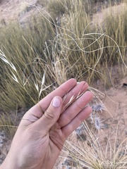 Hesperostipa comata