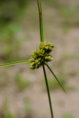 Cyperus pseudovegetus