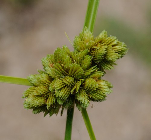 Image of Cyperus pseudovegetus by (c) Zihao Wang, some rights reserved (CC BY)