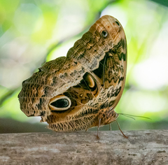 Caligo beltrao