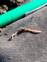 Lumbricus terrestris