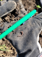 Lumbricus terrestris