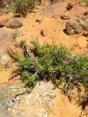 Hermannia linearifolia