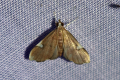 Deuterophysa