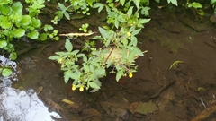 Calceolaria mexicana