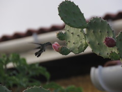 Chlorostilbon mellisugus