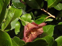 Azanza lampas