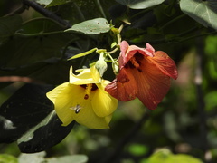 Azanza lampas