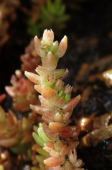 Crassula tetramera