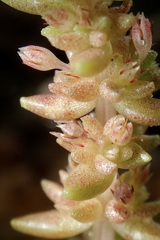 Crassula tetramera