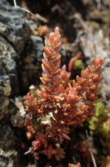 Crassula tetramera