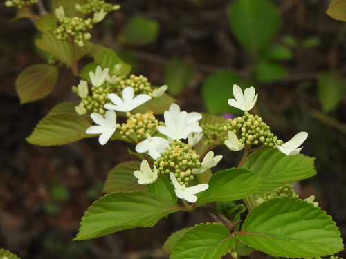Viburnum hanceanum, photograph 2