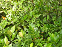 Zehneria japonica