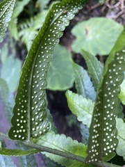 Dryopteris scottii