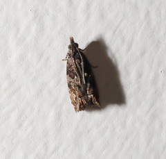 Tritopterna capyra