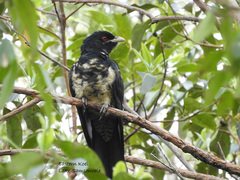 Eudynamys orientalis cyanocephalus