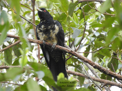 Eudynamys orientalis cyanocephalus