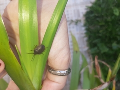 Discocephalinae