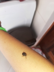 Discocephalinae