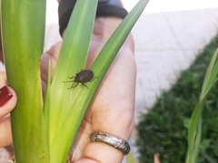Discocephalinae