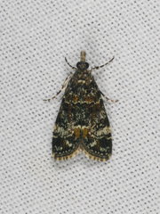 Eudonia protorthra