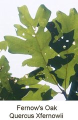Quercus × fernowii
