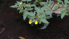 Calceolaria mexicana