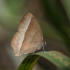 Capronnieria galesus