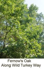 Quercus × fernowii