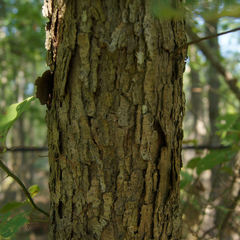 Quercus × fernowii