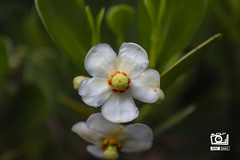 Clusia