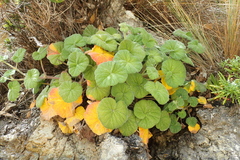 Pelargonium australe