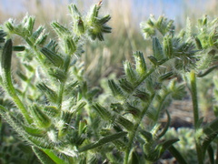 Cryptantha kelseyana
