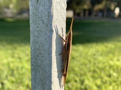 Leptysma marginicollis