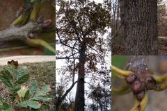 Quercus × fernowii