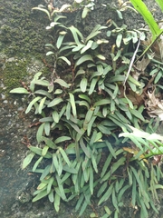 Pyrrosia linearifolia