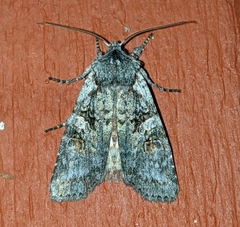 Lithophane pertorrida