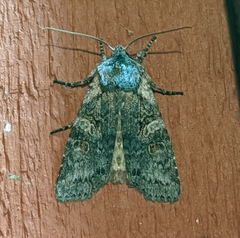 Lithophane pertorrida