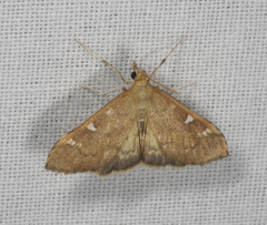 Udea hyalistis