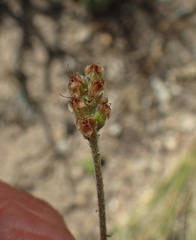 Plantago hispida