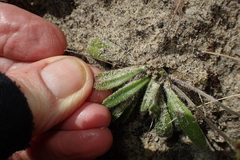 Plantago hispida