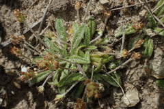 Plantago hispida