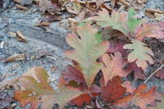 Quercus × fernowii