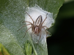 Oxyopes elegans