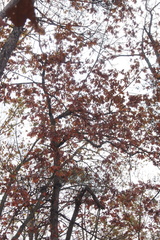 Quercus × fernowii